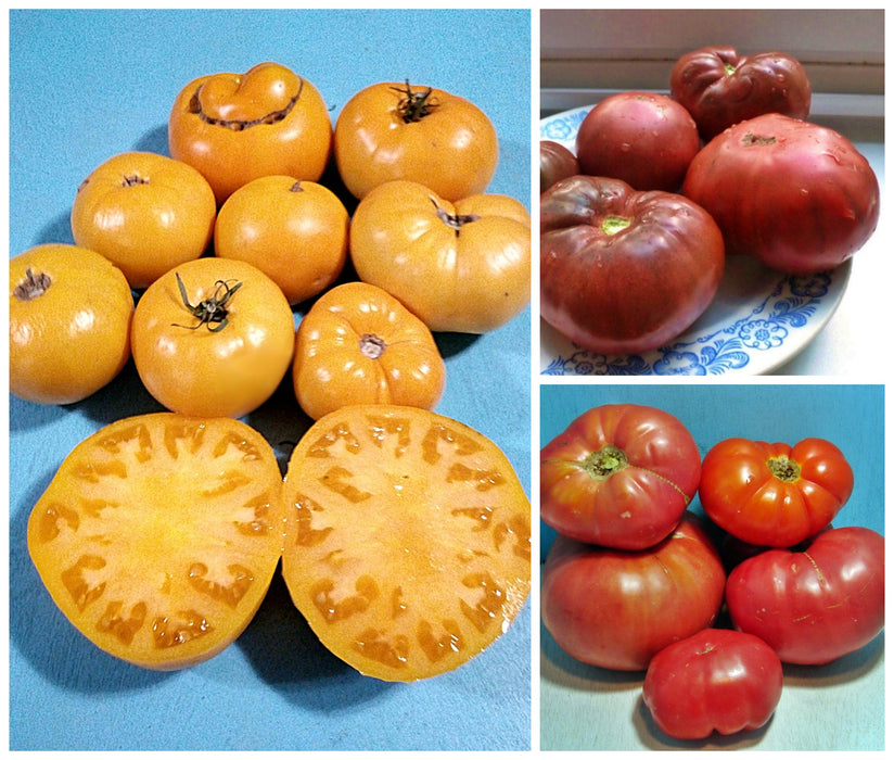 Brandywine Seed Kit, Tomato, - BoxGardenSeedsLLC -Tomatoes,Tomatillos - Seeds