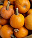 Montana Jack, Pumpkin, -- BoxGardenSeedsLLC -Squash,Pumpkins - Seeds