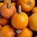 Montana Jack, Pumpkin, - BoxGardenSeedsLLC -Squash,Pumpkins - Seeds