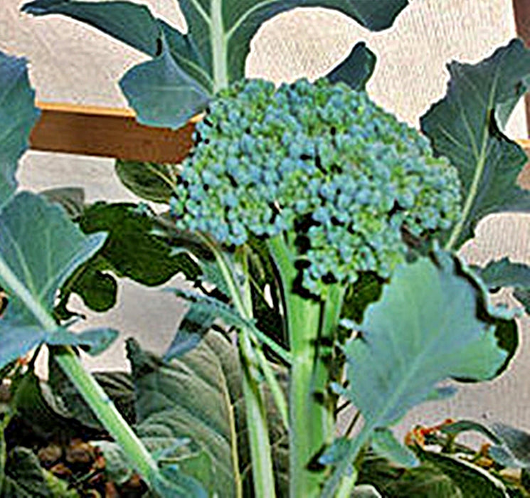 - BoxGardenSeedsLLC - Di Cicco Sprouting Broccoli - Broccoli,Cauliflower - Seeds