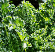 Kale Garden Seed Collection, Heirloom Seeds - BoxGardenSeedsLLC - Cabbage, Kale - Seeds - USA Seller, Thank you for shopping here today, Naturally Grown GMO Free Seeds, Heirloom Open Pollinated Seeds, Fresh Top Quality Premium Seeds