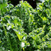 Kale Garden Seed Kit, - BoxGardenSeedsLLC -Cabbage, Kale - Seeds