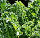 - BoxGardenSeedsLLC - Kale Garden Seed Kit, - Cabbage, Kale - Seeds