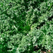 Kale Garden Seed Kit, - BoxGardenSeedsLLC -Cabbage, Kale - Seeds