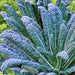 Lacinato Dinosaur, Kale, - BoxGardenSeedsLLC -Cabbage, Kale - Seeds