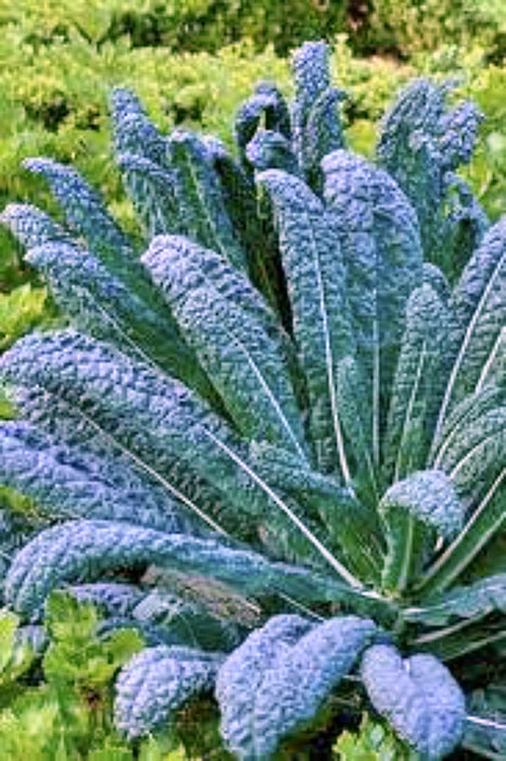 Lacinato Dinosaur, Kale, -- BoxGardenSeedsLLC -Cabbage, Kale - Seeds