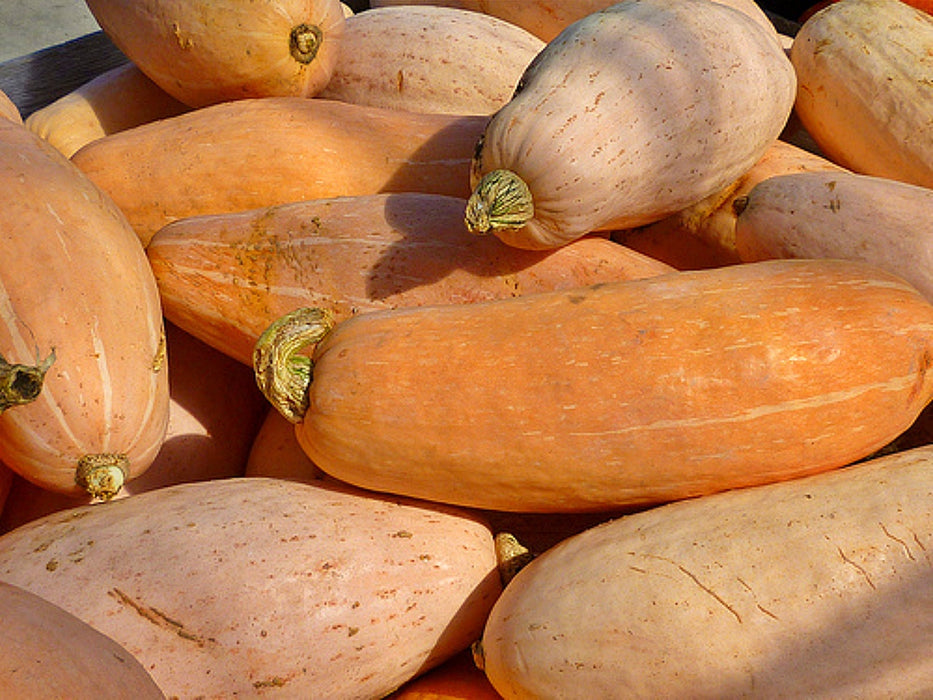 Jumbo Pink Banana, Winter Squash, -- BoxGardenSeedsLLC -Squash,Pumpkins - Seeds