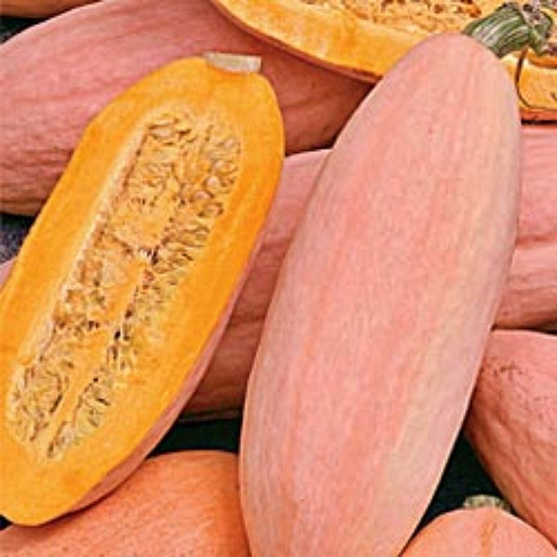 Jumbo Pink Banana, Winter Squash - BoxGardenSeedsLLC - Squash,Pumpkins - Seeds - USA Seller, Thank you for shopping here today, Naturally Grown GMO Free Seeds, Heirloom Open Pollinated Seeds, Fresh Top Quality Premium Seeds