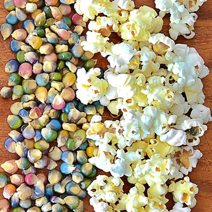 - BoxGardenSeedsLLC - Glass Gem, Cherokee Popcorn, - Corn - Seeds