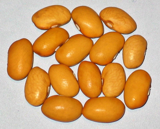 - BoxGardenSeedsLLC - Nez Perce Dry Bush Beans, - Beans / Dry Beans - Seeds
