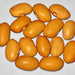 Nez Perce, Dry Bush Bean, - BoxGardenSeedsLLC -Beans / Dry Beans - Seeds