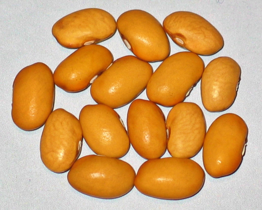- BoxGardenSeedsLLC - Oland Swedish Brown Dry Bush Beans, - Beans / Dry Beans - Seeds