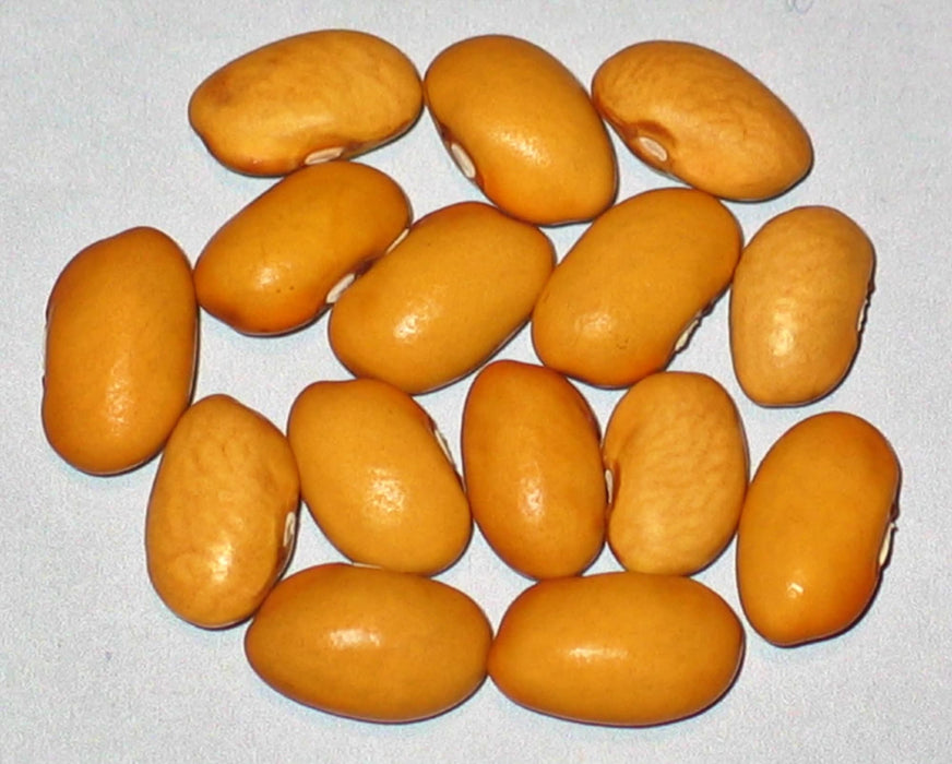 Nez Perce, Dry Bush Bean, - BoxGardenSeedsLLC -Beans / Dry Beans - Seeds