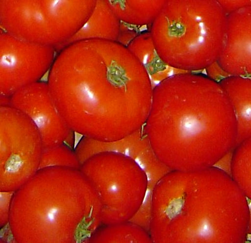 - BoxGardenSeedsLLC - Rutgers, Tomato, - Tomatoes,Tomatillos - Seeds