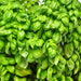 Genovese, Basil, - BoxGardenSeedsLLC -Culinary/Medicinal Herbs - Seeds