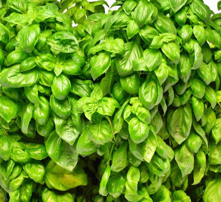 Genovese, Basil, - BoxGardenSeedsLLC -Culinary/Medicinal Herbs - Seeds