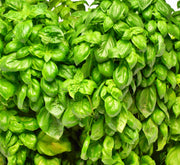 Genovese, Basil - BoxGardenSeedsLLC - Culinary/Medicinal Herbs - Seeds - USA Seller, Thank you for shopping here today, Naturally Grown GMO Free Seeds, Heirloom Open Pollinated Seeds, Fresh Top Quality Premium Seeds