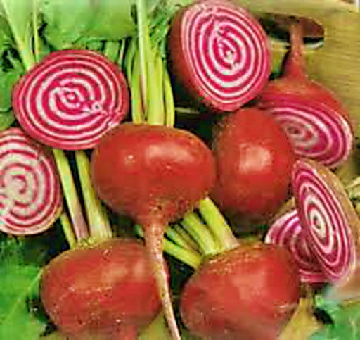 Chioggia, Beets, -- BoxGardenSeedsLLC -Beets,Turnips,Parsnips - Seeds