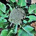 Waltham 29, Broccoli, - BoxGardenSeedsLLC -Broccoli,Cauliflower - Seeds