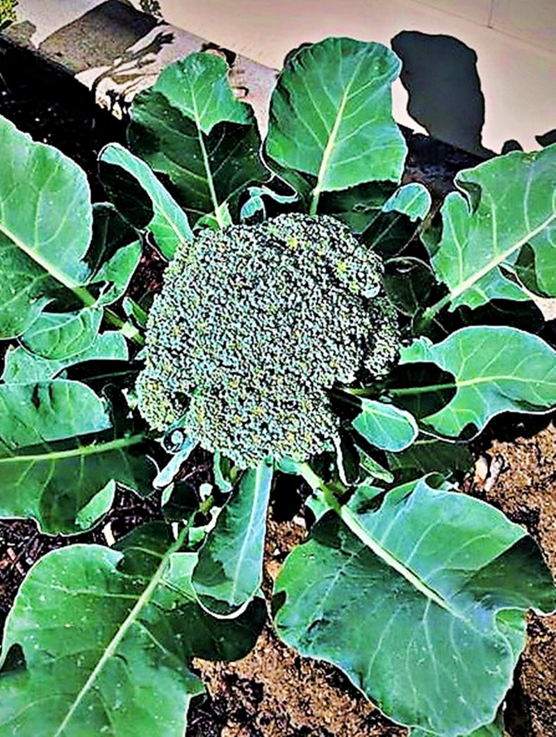 Waltham 29, Broccoli - BoxGardenSeedsLLC - Broccoli,Cauliflower - Seeds - USA Seller, Thank you for shopping here today, Naturally Grown GMO Free Seeds, Heirloom Open Pollinated Seeds, Fresh Top Quality Premium Seeds