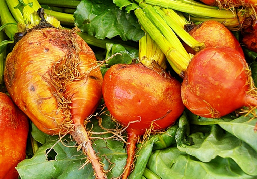 Golden Detroit, Beets, -- BoxGardenSeedsLLC -Beets,Turnips,Parsnips - Seeds