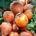 Golden Detroit, Beets, - BoxGardenSeedsLLC -Beet,Turnips,Parsnips - Seeds