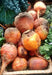 Golden Detroit, Beets - BoxGardenSeedsLLC - Beet,Turnips,Parsnips - Seeds - USA Seller, Thank you for shopping here today, Naturally Grown GMO Free Seeds, Heirloom Open Pollinated Seeds, Fresh Top Quality Premium Seeds