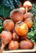 Golden Detroit, Beets, -- BoxGardenSeedsLLC -Beets,Turnips,Parsnips - Seeds