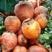 Golden Detroit, Beets, - BoxGardenSeedsLLC -Beet,Turnips,Parsnips - Seeds