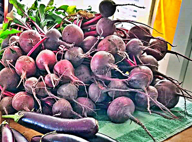 Detroit Dark Red, Beets - BoxGardenSeedsLLC - Beet,Turnips,Parsnips - Seeds - USA Seller, Thank you for shopping here today, Naturally Grown GMO Free Seeds, Heirloom Open Pollinated Seeds, Fresh Top Quality Premium Seeds