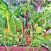 Five Color SilverBeets, Australian Swiss Chard, - BoxGardenSeedsLLC -Chard, Kohlrabi - Seeds