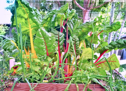 Five Color SilverBeets, Australian Swiss Chard, -- BoxGardenSeedsLLC -Chard, Kohlrabi - Seeds