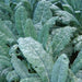 Kale Garden Seed Kit, - BoxGardenSeedsLLC -Cabbage, Kale - Seeds