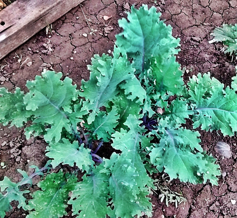 Kale Garden Seed Kit, - BoxGardenSeedsLLC -Cabbage, Kale - Seeds