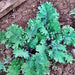 Kale Garden Seed Kit, - BoxGardenSeedsLLC -Cabbage, Kale - Seeds