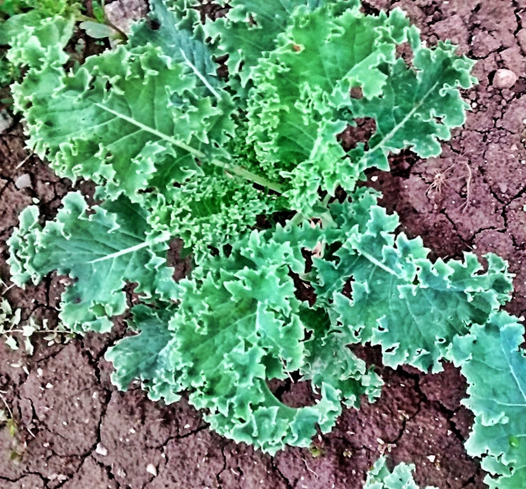 Kale Garden Seed Kit, - BoxGardenSeedsLLC -Cabbage, Kale - Seeds