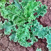 Kale Garden Seed Kit, - BoxGardenSeedsLLC -Cabbage, Kale - Seeds