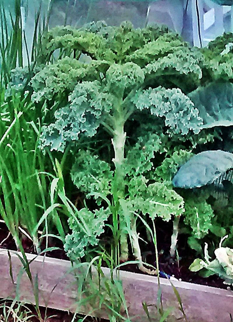 Kale Garden Seed Collection, Heirloom Seeds - BoxGardenSeedsLLC - Cabbage, Kale - Seeds - USA Seller, Thank you for shopping here today, Naturally Grown GMO Free Seeds, Heirloom Open Pollinated Seeds, Fresh Top Quality Premium Seeds