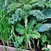 Kale Garden Seed Kit, - BoxGardenSeedsLLC -Cabbage, Kale - Seeds