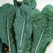 Lacinato Dinosaur, Kale, - BoxGardenSeedsLLC -Cabbage, Kale - Seeds