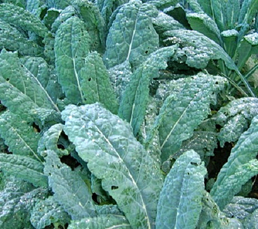 Lacinato Dinosaur, Kale, -- BoxGardenSeedsLLC -Cabbage, Kale - Seeds