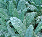 Lacinato Dinosaur, Kale, -- BoxGardenSeedsLLC -Cabbage, Kale - Seeds