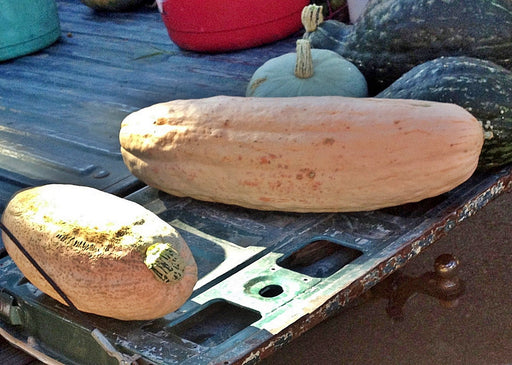 Jumbo Pink Banana, Winter Squash, -- BoxGardenSeedsLLC -Squash,Pumpkins - Seeds