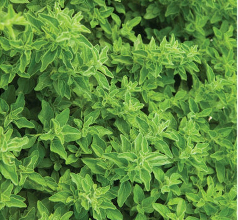 Italian Oregano, Culinary & Medicinal Herbs, -- BoxGardenSeedsLLC -Culinary/Medicinal Herbs - Seeds