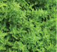 Italian Oregano, Culinary & Medicinal Herbs, -- BoxGardenSeedsLLC -Culinary/Medicinal Herbs - Seeds