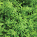 Italian Oregano, Culinary & Medicinal Herbs, - BoxGardenSeedsLLC -Culinary/Medicinal Herbs - Seeds