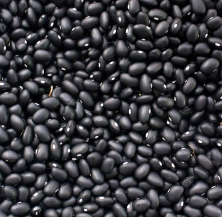 Hopi Black, Dry Bush Beans, - BoxGardenSeedsLLC -Beans / Dry Beans - Seeds