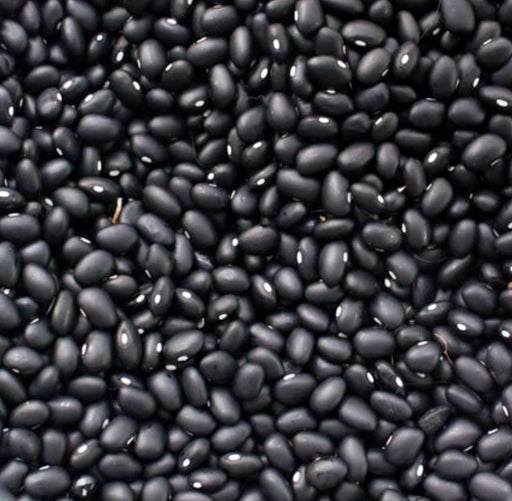 Hopi Black, Dry Bush Beans - BoxGardenSeedsLLC -Beans / Dry Beans - Seeds