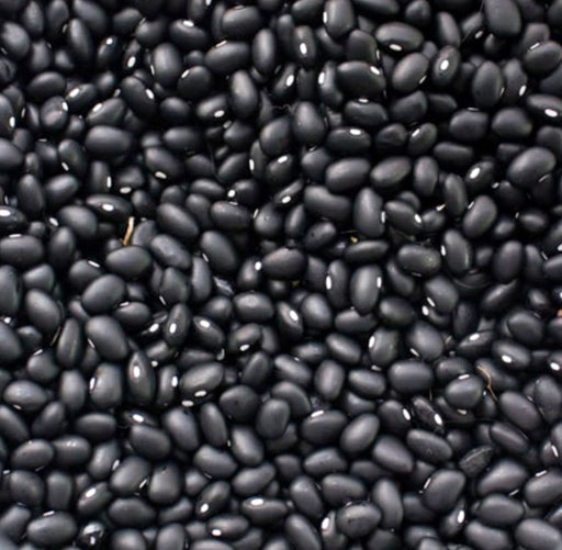 - BoxGardenSeedsLLC - Black Turtle, Dry Bush Beans, - Beans / Dry Beans - Seeds
