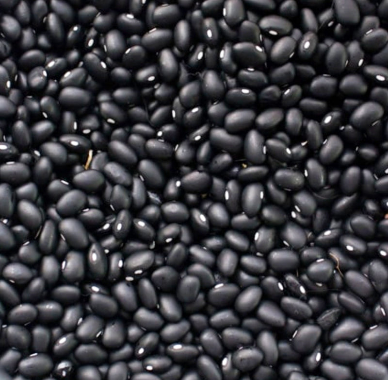 Hopi Black, Dry Bush Beans - BoxGardenSeedsLLC - Beans / Dry Beans - Seeds - USA Seller, Thank you for shopping here today, Naturally Grown GMO Free Seeds, Heirloom Open Pollinated Seeds, Fresh Top Quality Premium Seeds